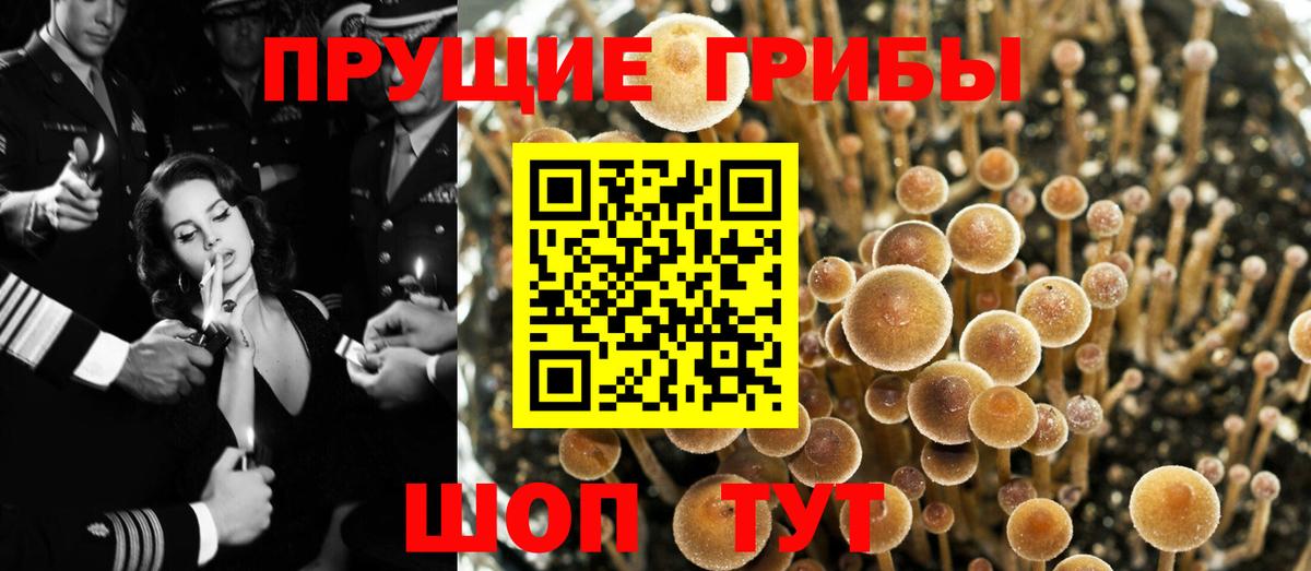 Ртищево  Галлюциногенные грибы прущие грибы  Вход с VPN  Галлюциногенные грибы ЛСД 